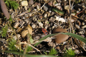 Pyrrhocoris apterus red fire bud common insect