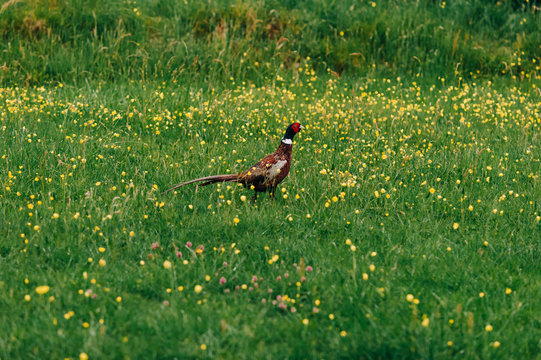 Male Pheasant Walking Through Buttercups