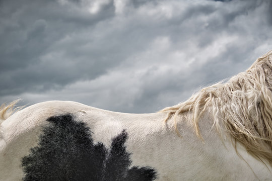 Close up of horse against cloudy sky