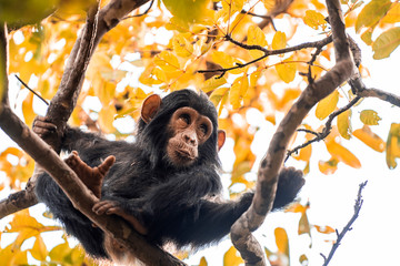 Healthy chimpanzee looks funny with a splinter in its mouth, reclining on the branches of a tree in Tanzania