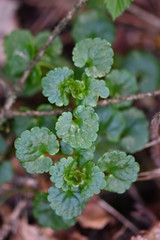 Gundermann, junge Blätter