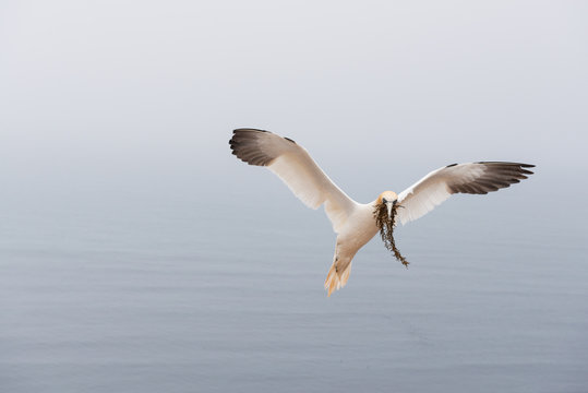 Northern gannet flying mid air above sea