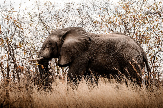 Juvenile African elephant walks among the green grass