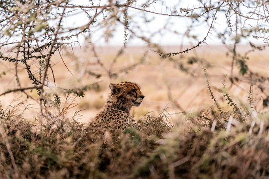 Young Cheetah between the grass, Serengeti. Tanzania