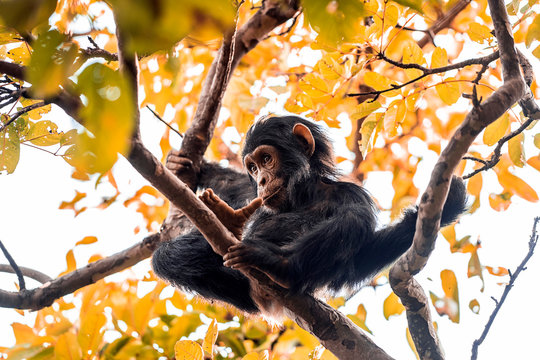 Healthy chimpanzee looks funny with a splinter in its mouth, reclining on the branches of a tree in Tanzania