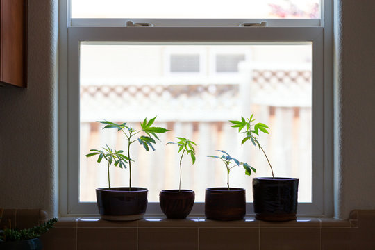 Cannabis clones growing in a kitchen window