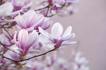 Close up of blooming pink magnolia flowers. Spring vibes background.