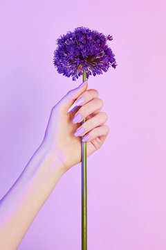 Close up of woman's hand holding violet flower