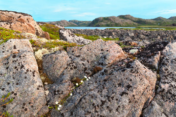 Dwarf flowers chamomile in arctic zone of tundra. Concept will to live