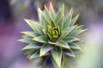 Bl&auml;tter einer Andentanne