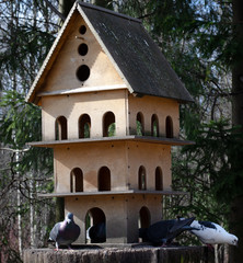 the house of doves