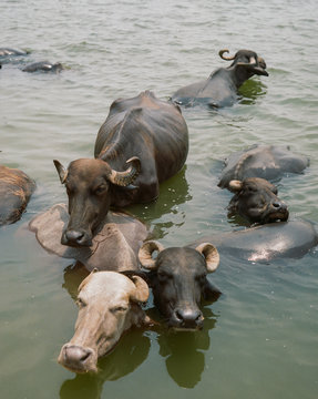 Dark buffaloes having a bath in river Ganga, Varanasi, India