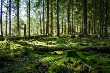 green forest in sunny day green moss fallen trees , wood with strains
