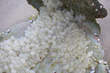 Many of squid eggs aground on the beach