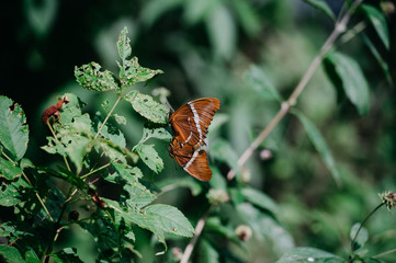 Mating orange butterflies in the forest of mexico