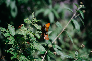 Mating orange butterflies in the forest of mexico