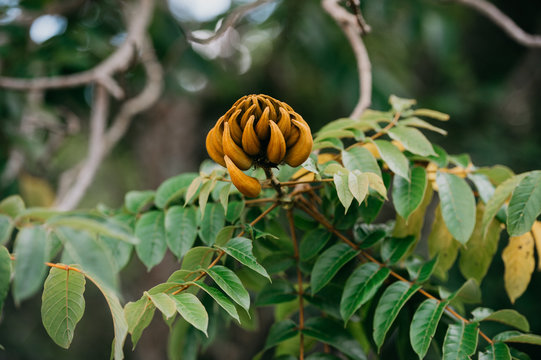 African tulip tree, fountain tree, pichkari or Nandi flame.