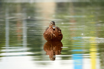 Weibliche Ente schwimmt auf dem Neckar bei Nürtingen Banner von Brücke spiegelt sich im Wasser