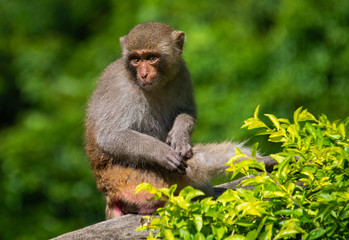 Monkey in Da Nang, Vietnam