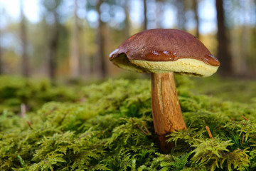 Pilz im späten Herbstlicht rechts angeordnet