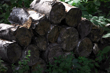 Dry wood logs stacked in neat heaps