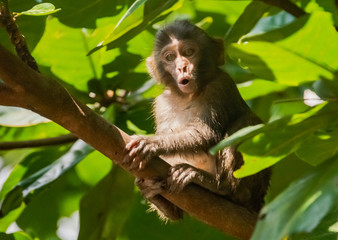 Singing Monkey in Da Nang, Vietnam
