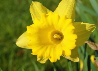 yellow daffodil in the garden