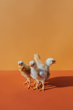 Baby Chicks On Colorful Background
