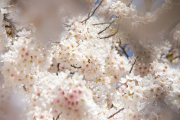 White flower tree in spring with sun and blue sky. Branch with white flowers and blossom