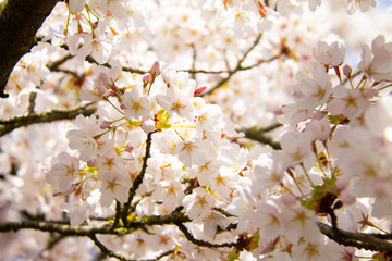 White flower tree in spring with sun and blue sky. Branch with white flowers and blossom