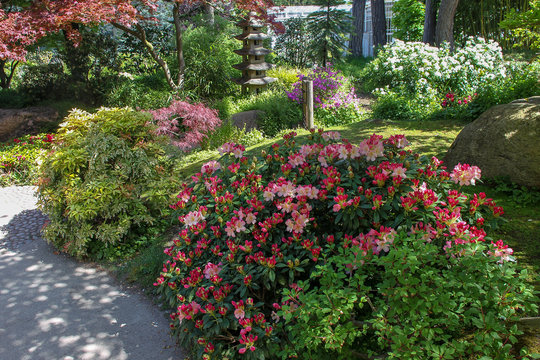 Idyllic pink rhododendron bush  and lantern  in japanese garden  at Paris(Albert Kahn )