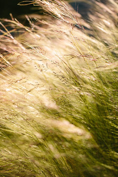 Ornamental grasses in morning light.