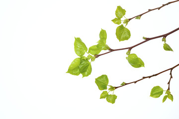 young green leaves on a tree branch, isolated on white background, buds in spring, the beginning of a new season