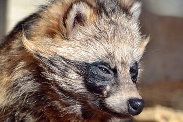 The raccoon dog  squinted in the sun