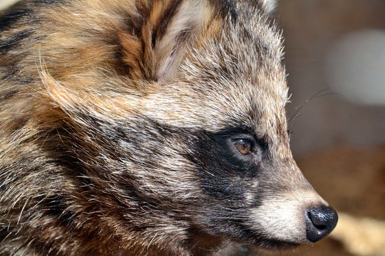 Portrait of a raccoon dog in the sun