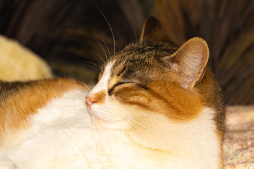 Beautiful cat sleeping inside. Tree colored cat