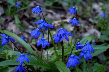 Blue gleams in the spring forest