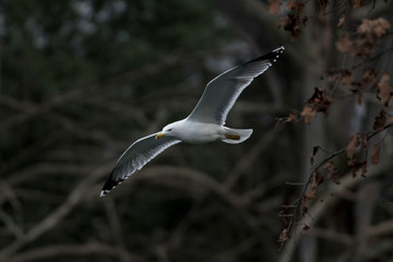 single seagull flying