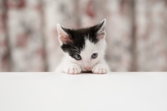 Shy kitten