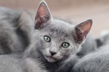 kittens of Russian blue