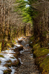 A footpath from the Alum Cave Trail in The Great Smoky Mountains