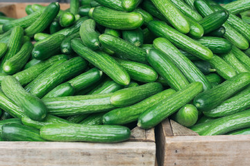 Fresh organic cucumbers