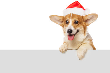 Welsh corgi puppy over a white placard wearing Santa hat