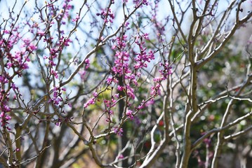 Chinese redbud (Cercis chinensis) / Legume deciduous shrub