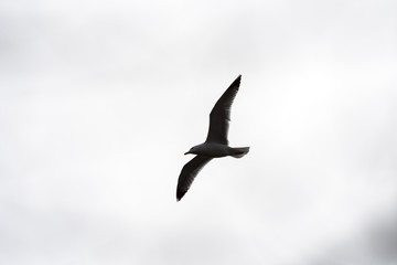 single seagull flying