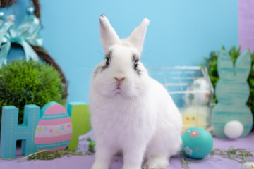 Easter Bunny