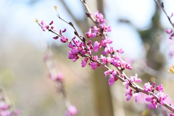 Chinese redbud (Cercis chinensis) / Legume deciduous shrub