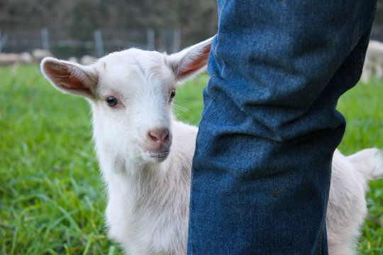 cria de cabra