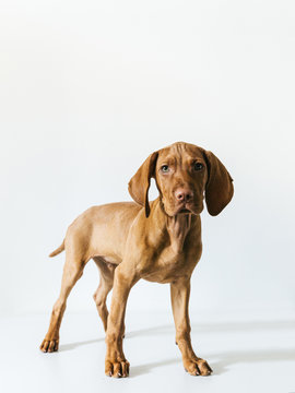 Portrait of vizsla dog