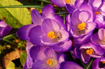 Purple crocus flowers.